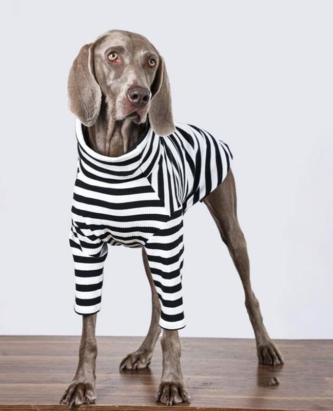 Classic Striped Dog Sweater