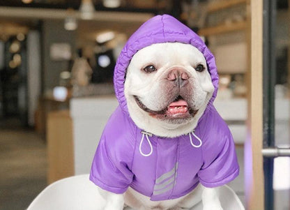 Trendy Purple Dog Hoodie