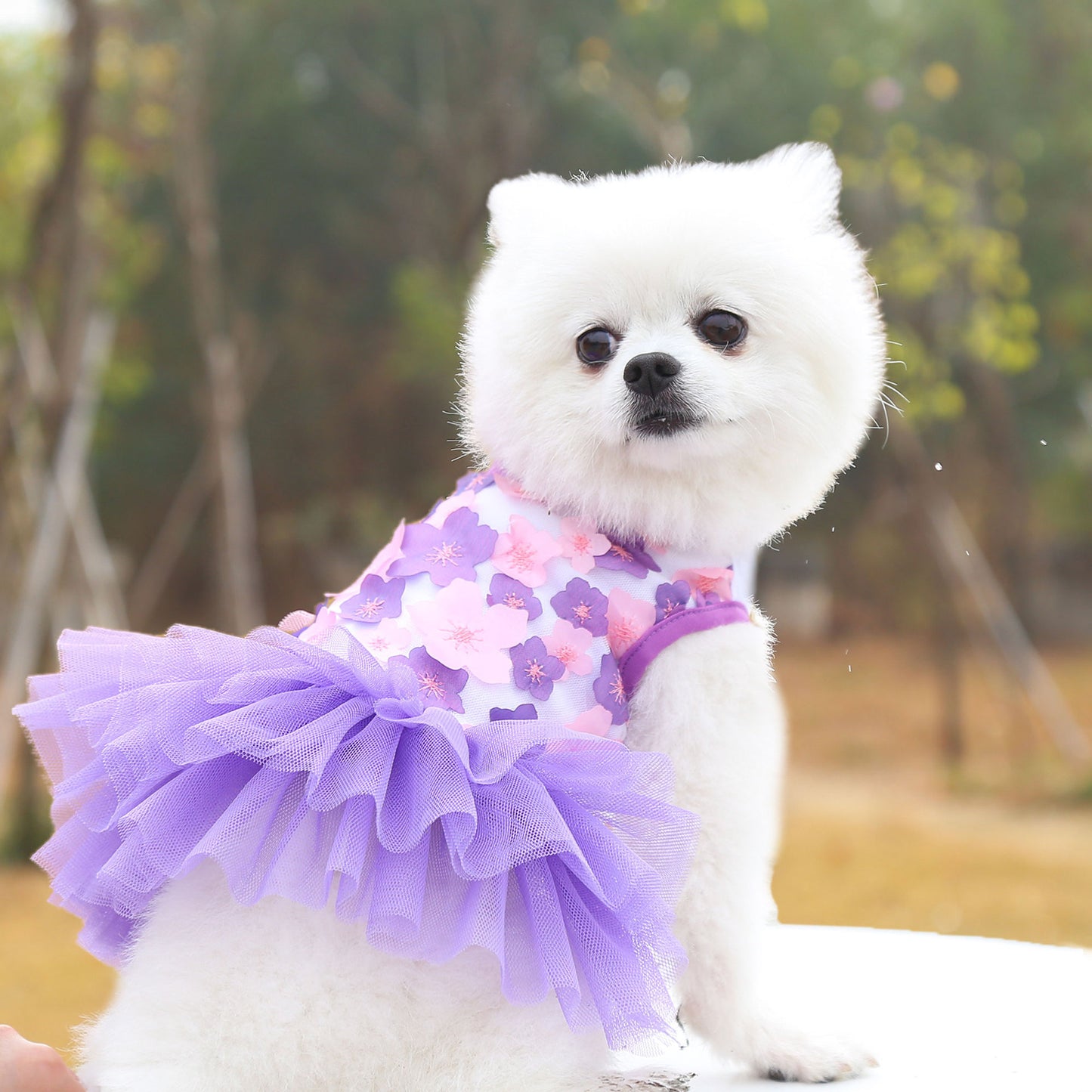 Floral Party Pet Dress