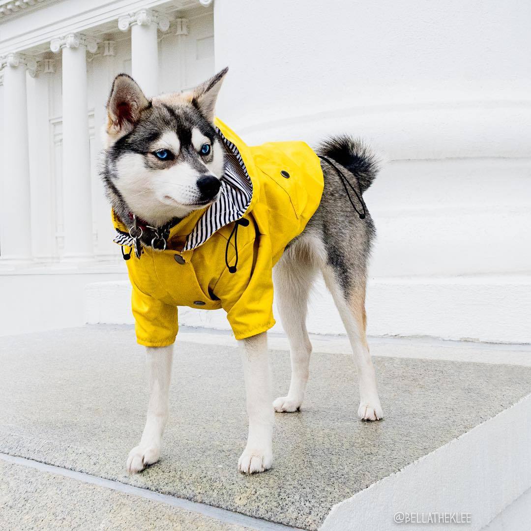 Yellow Raincoat with Hood