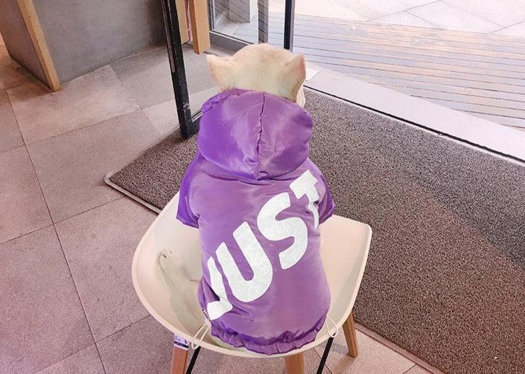 Trendy Purple Dog Hoodie