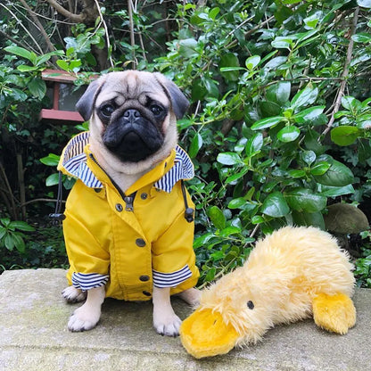 Yellow Raincoat with Hood